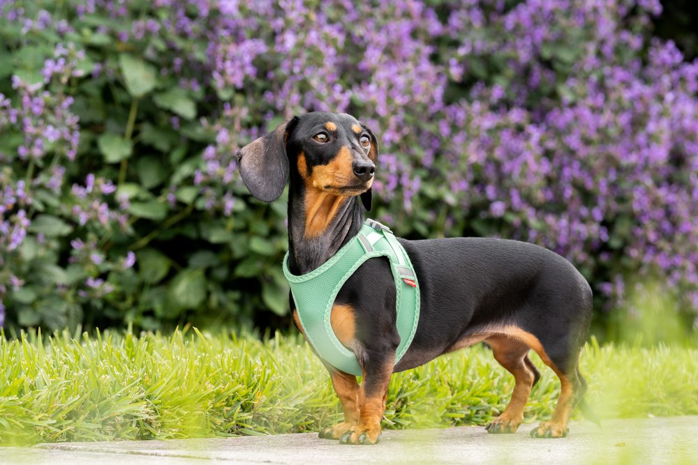 A dachshund standing on grass in a mint-green PawZ harness beside flowering lavender