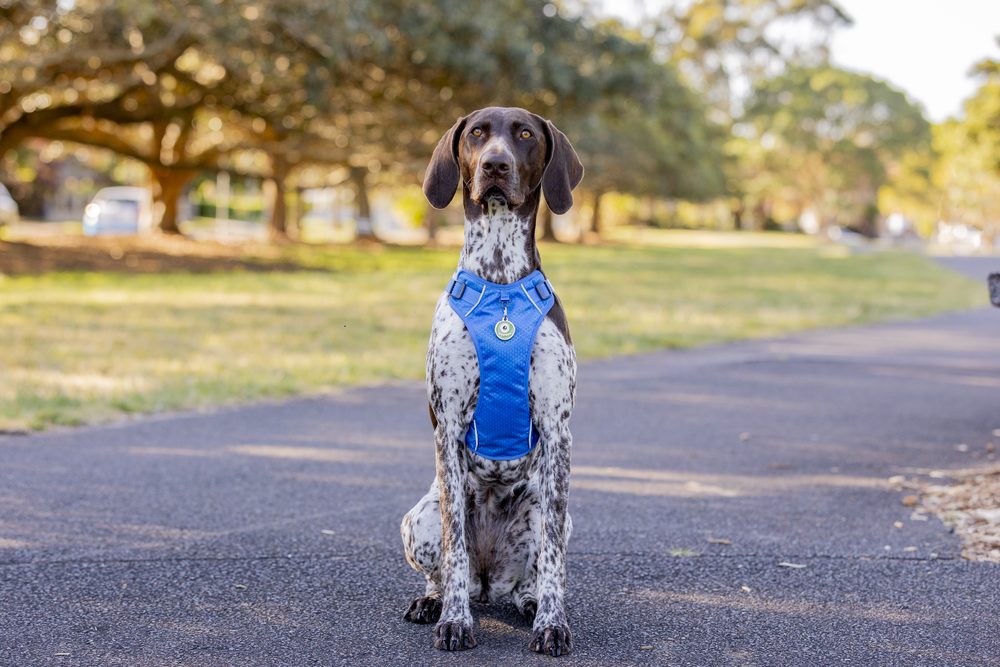 A German shorthaired pointer sitting in a park wearing a blue PawZ harness with an engraved ID tag