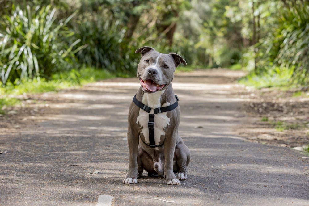 A smiling blue Staffordshire bull terrier sitting on a bush path in a black no-pull PawZ harness